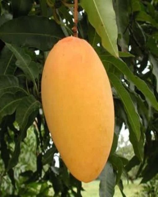 mango-amrapali