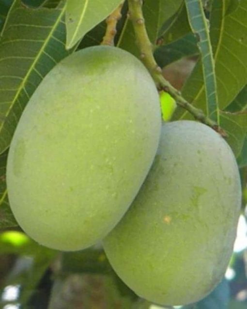 mango-langra